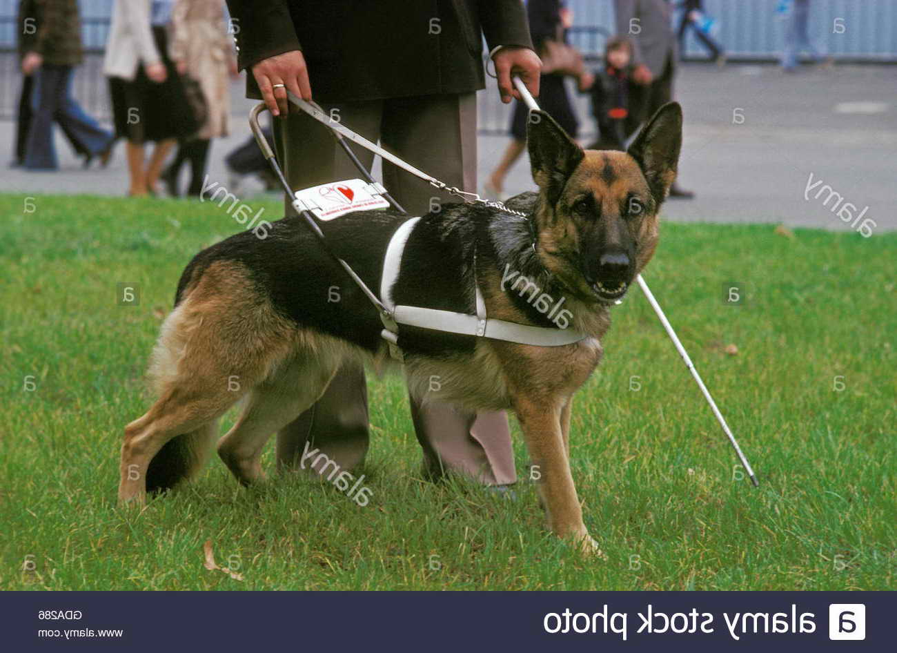 German Shepherd Guide Dog