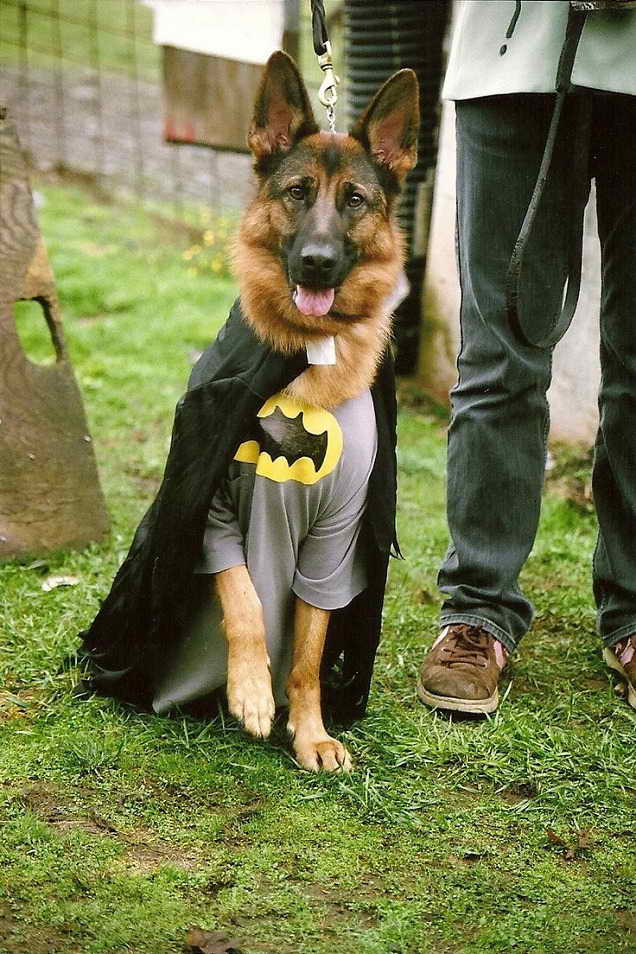 German Shepherd Halloween Costume