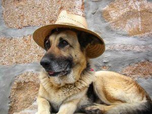 German Shepherd Hat