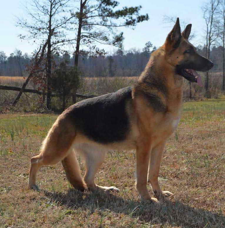 German Shepherd Health