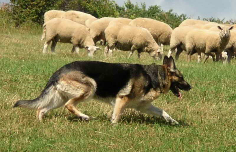 German Shepherd Herding Sheep