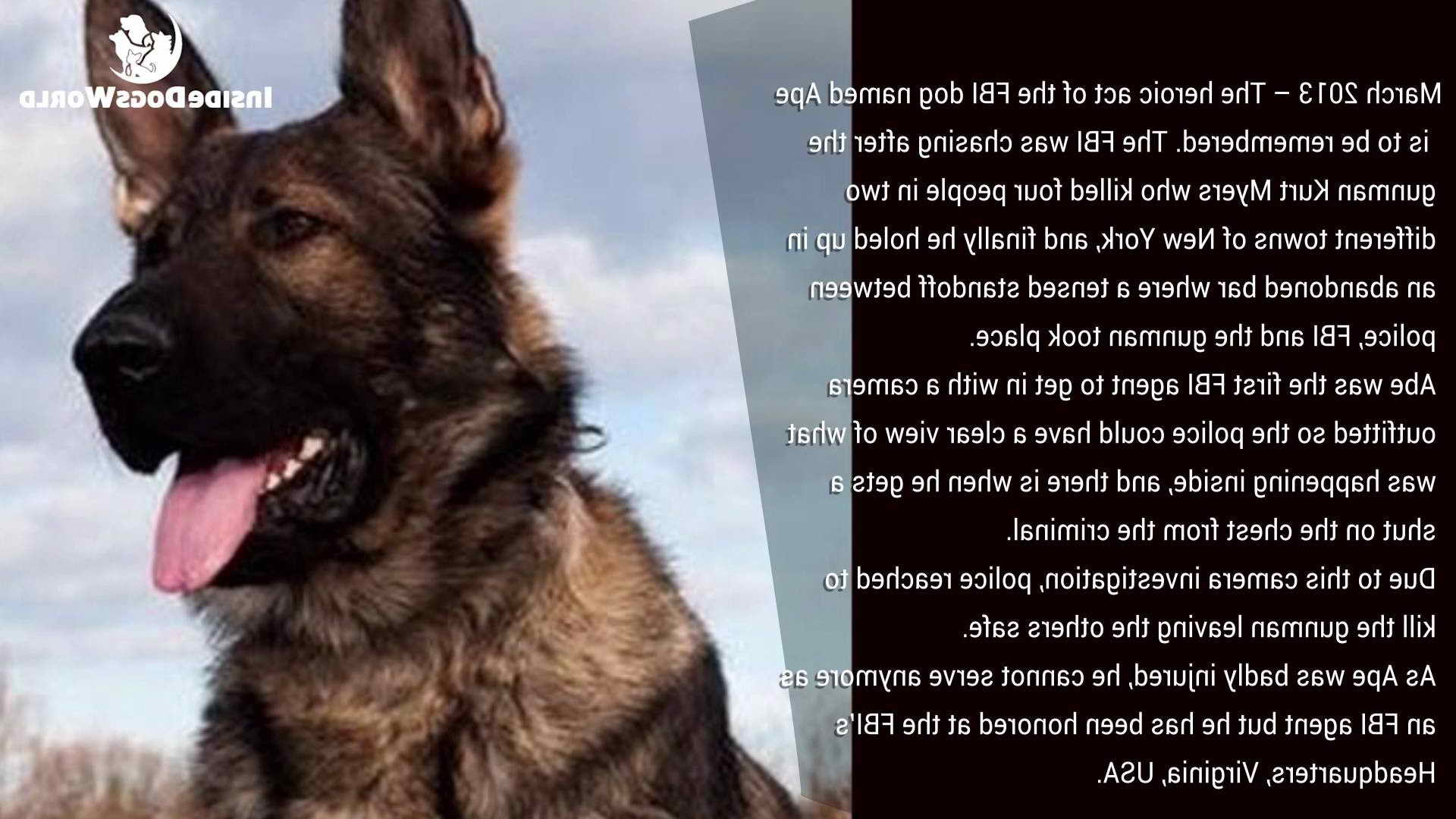 German Shepherd Hero