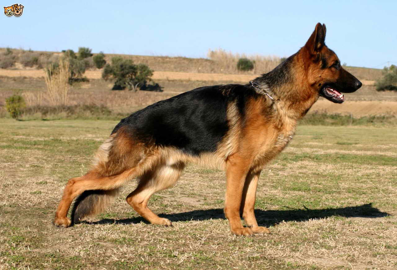 German Shepherd Hip Dysplasia Signs PETSIDI