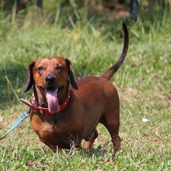 Dachshund Rescue Houston