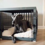 Extra Large Dog Crate Great Dane – Find the Perfect Giant Crate for Your Great Dane Puppy Now!