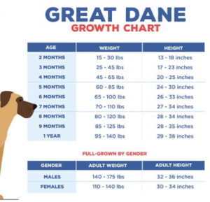 Great Dane Growth Chart