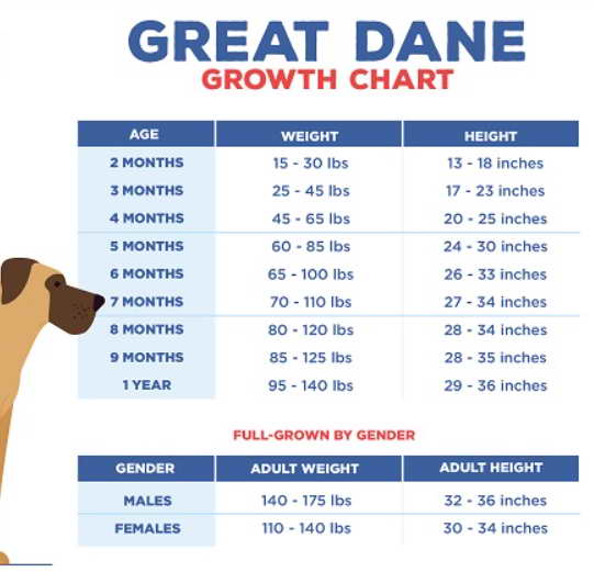 Great Dane Growth Chart