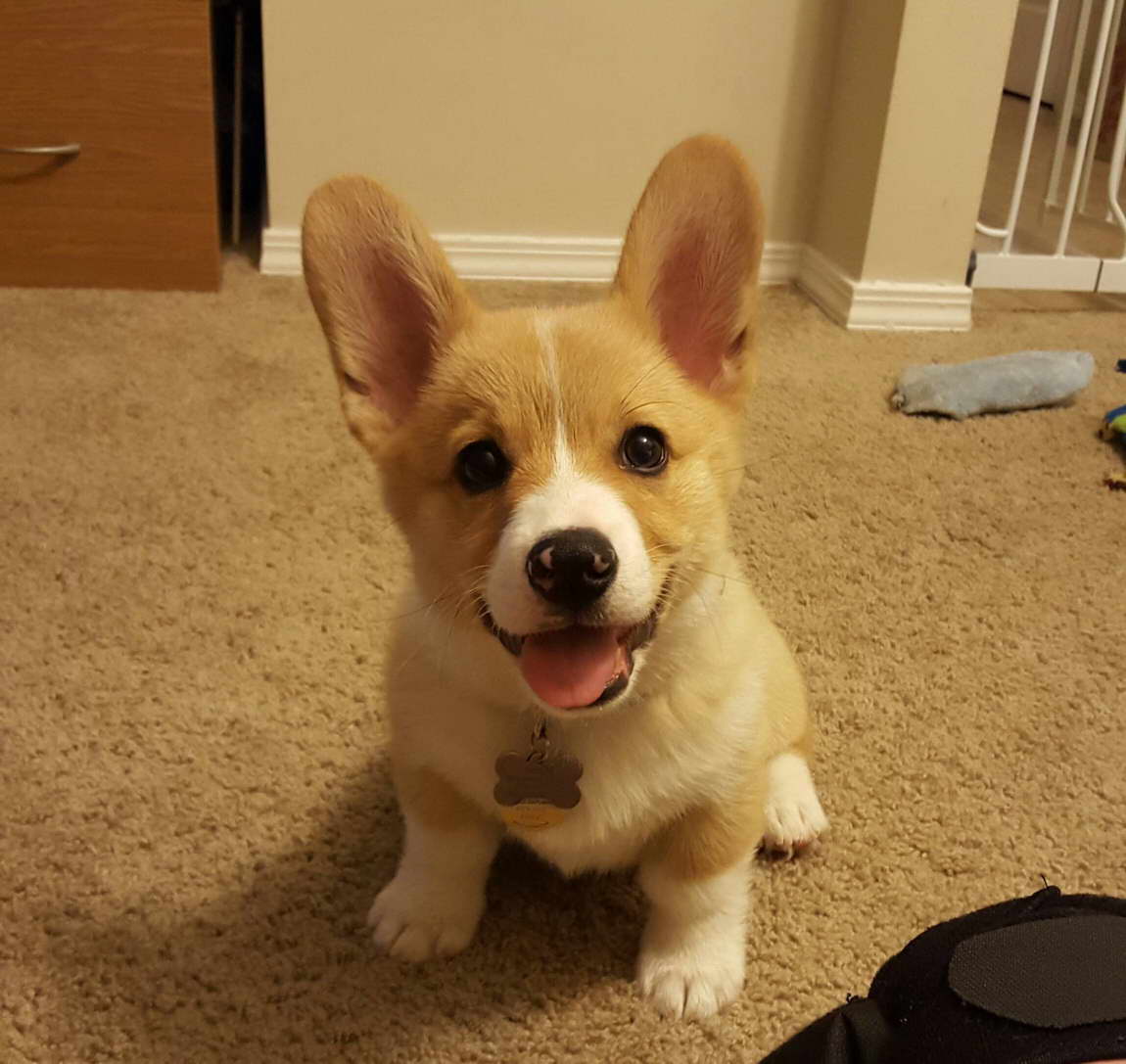 Corgi Adopt