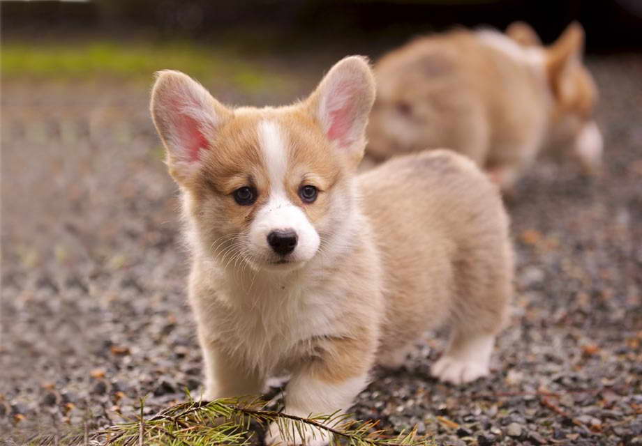 Corgi Adoption Oregon