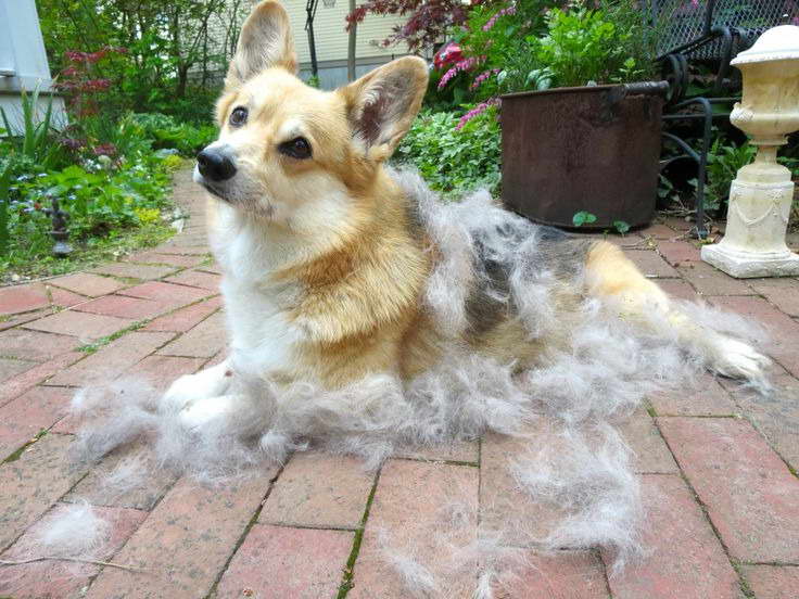 Corgi Allergies