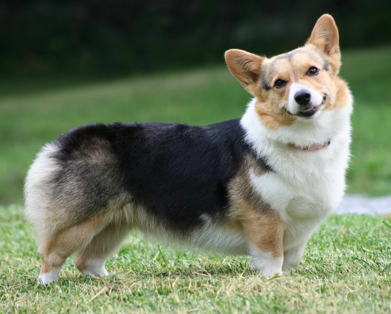 Corgi Arizona