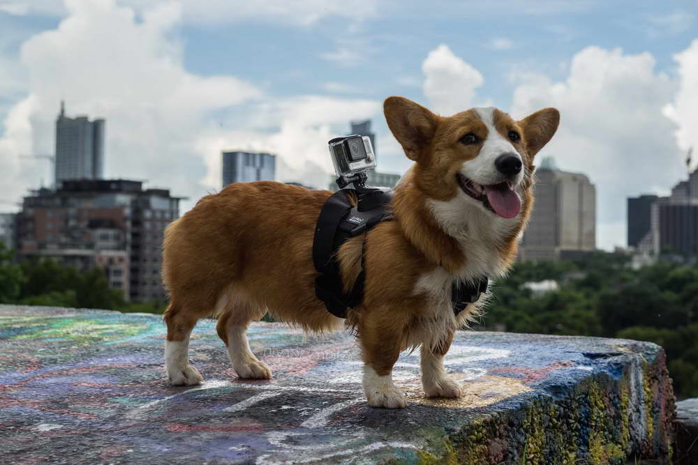 Corgi Austin