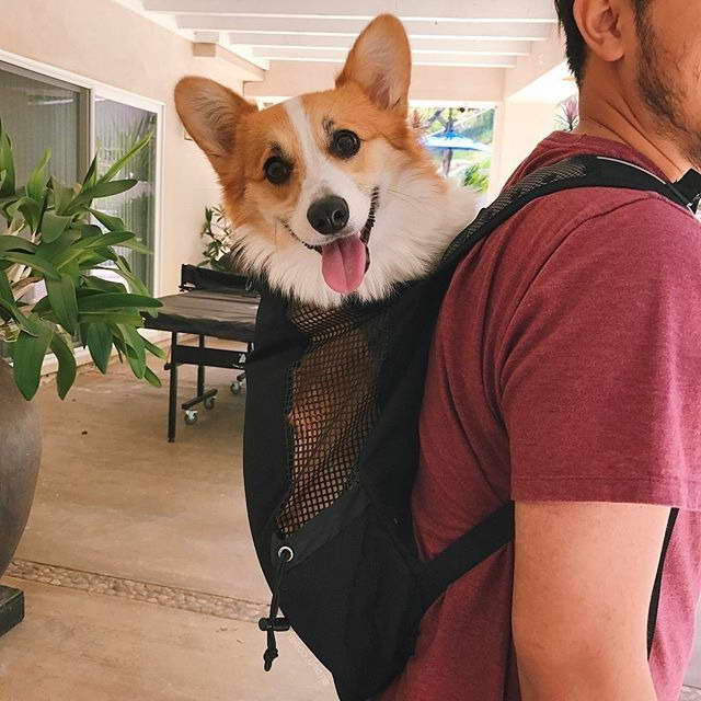 Corgi Backpack Carrier
