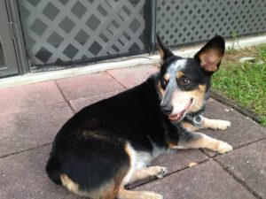Corgi Blue Heeler Mix