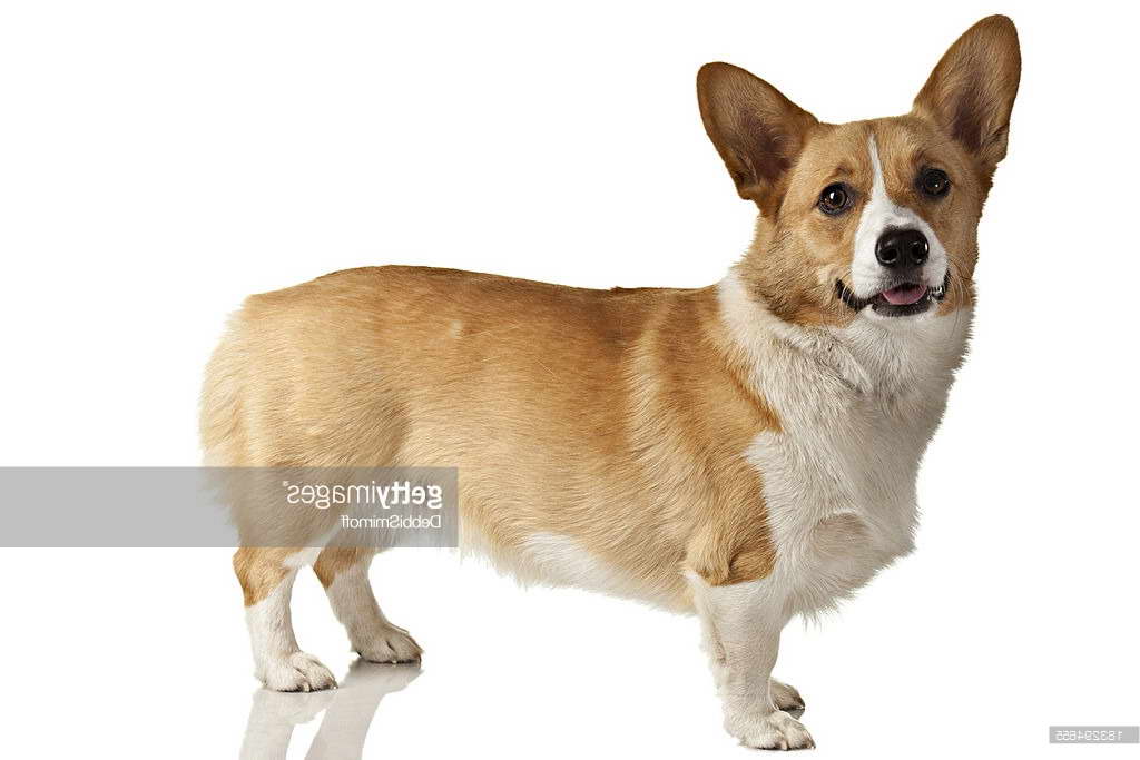 Corgi Body