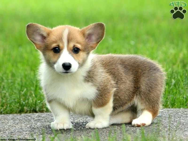 Corgi Breeder Northern California