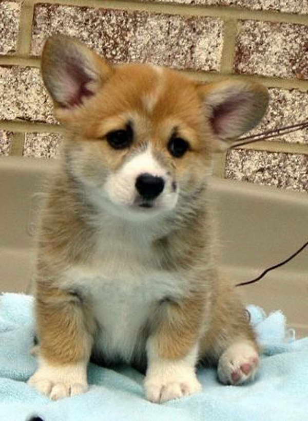 Corgi Breeders In Illinois