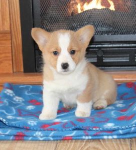 Corgi Breeders Iowa