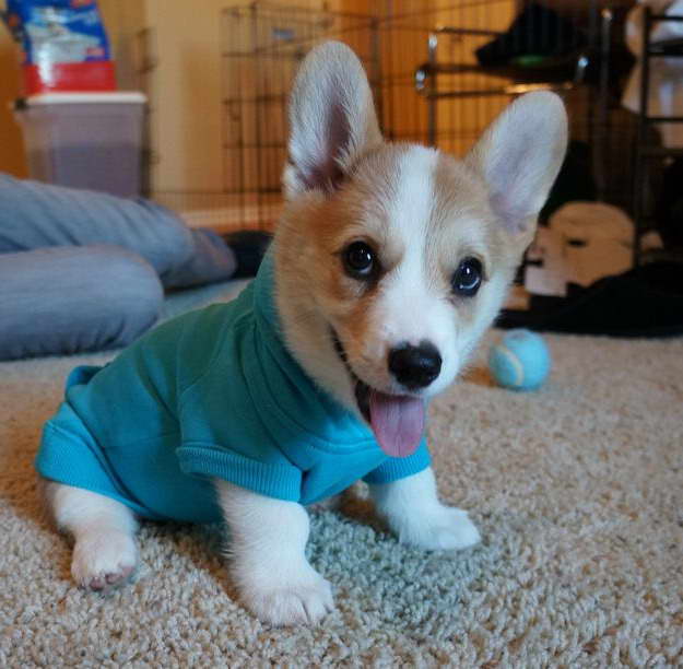 Corgi Breeders Louisiana