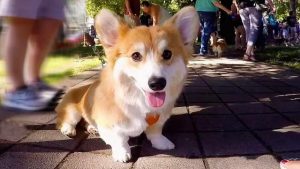 Corgi Breeders Portland Oregon