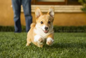 Corgi Breeders San Diego