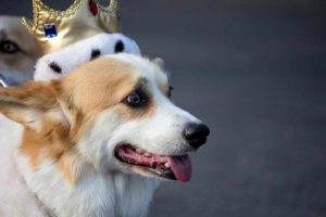 Corgi Breeders Southern California