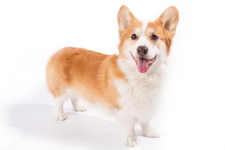 Corgi Breeds