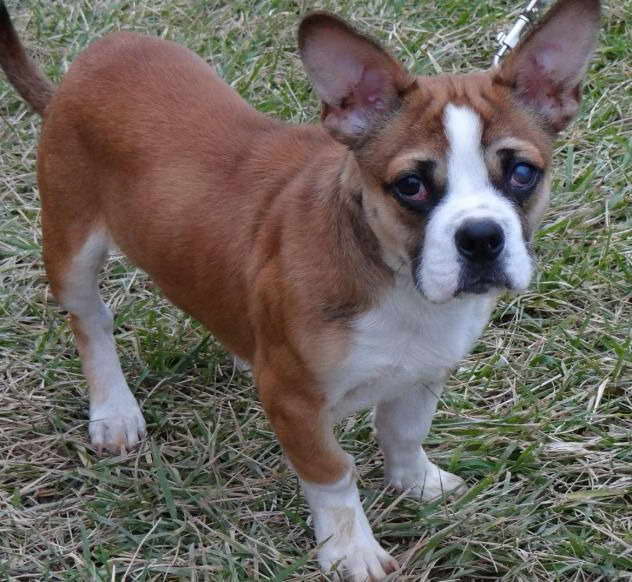 Top Corgi And French Bulldog Mix of all time The ultimate guide 