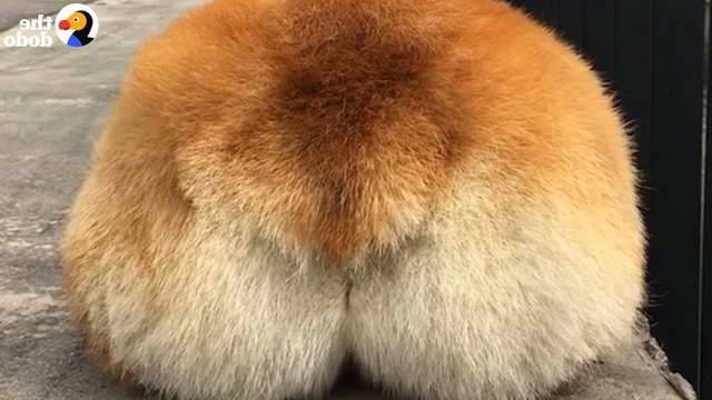 Corgi Butts