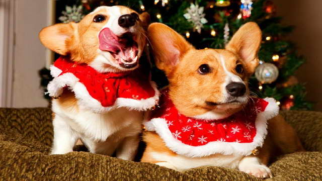 Corgi Christmas