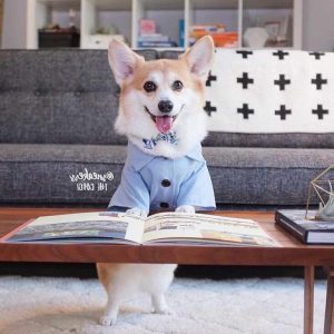 Corgi Clothing