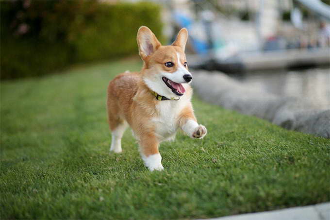 Corgi Dog Breed Info