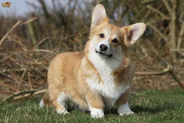 Corgi Dog Coats