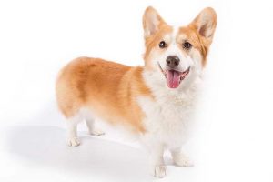 Corgi Dogs