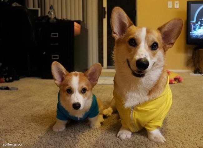 Corgi Dogs Facts