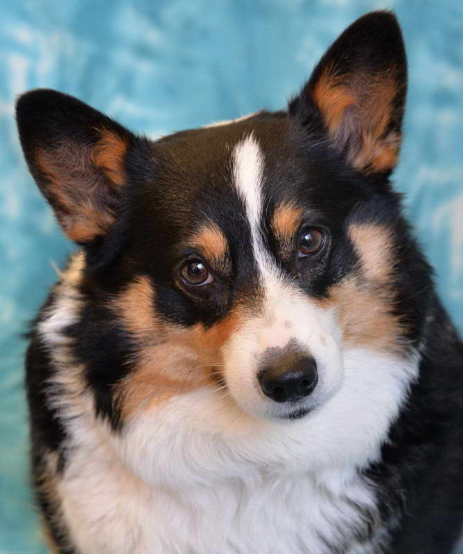 Corgi Dogs For Adoption Near Me PETSIDI