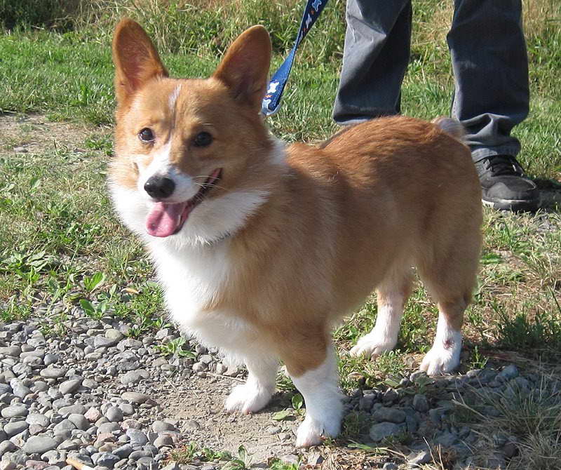 Corgi For Rescue