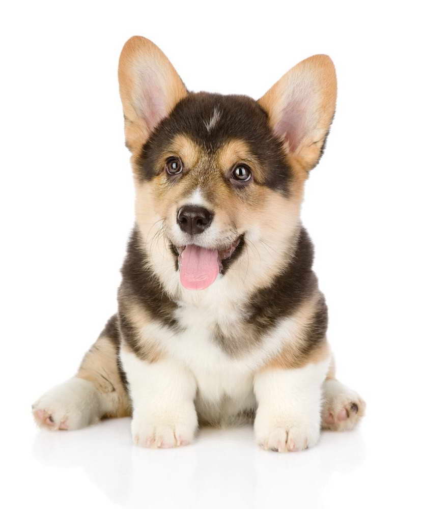 Corgi For Sale Colorado