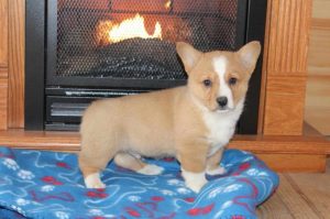 Corgi For Sale Craigslist
