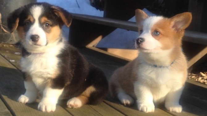 Corgi For Sale Indiana