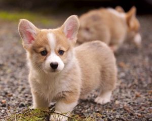 Corgi For Sale Tampa