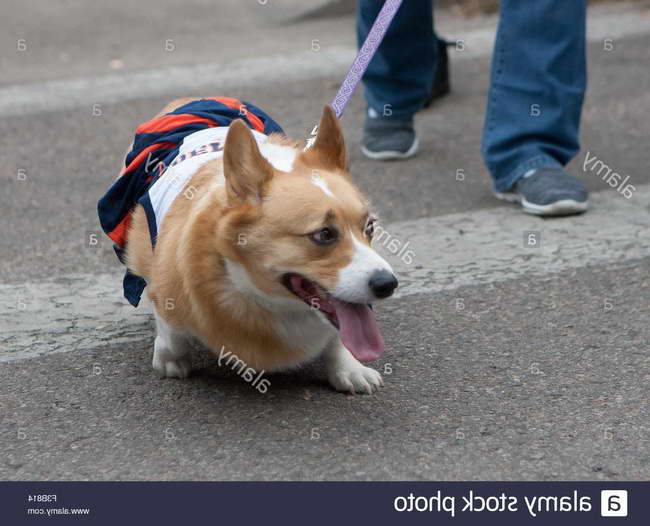 Corgi In Colorado