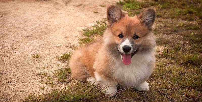 Corgi Mix Breeders