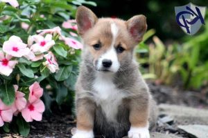 Corgi Mix Puppies For Sale Near Me