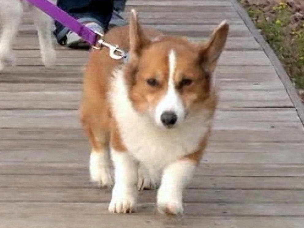 Corgi Mn