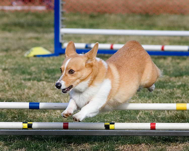 Corgi Obedience Training