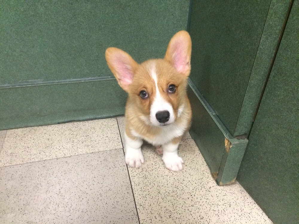 Corgi Petland