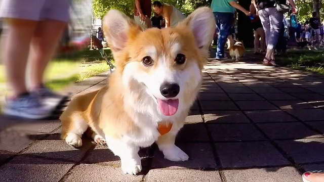 Corgi Portland