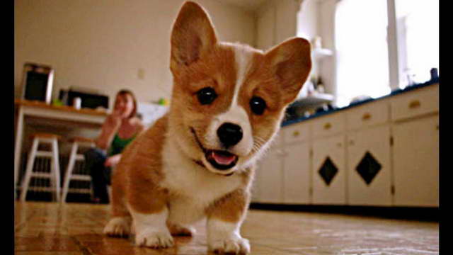 Corgi Puppie