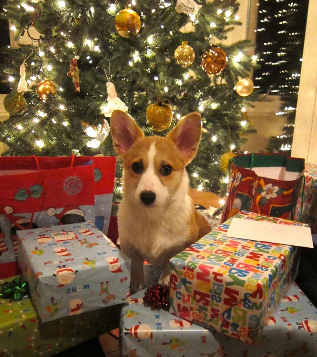 Corgi Puppies Alabama